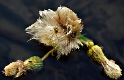 Close-up of insect on flower