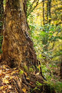 Close-up of tree trunk in forest