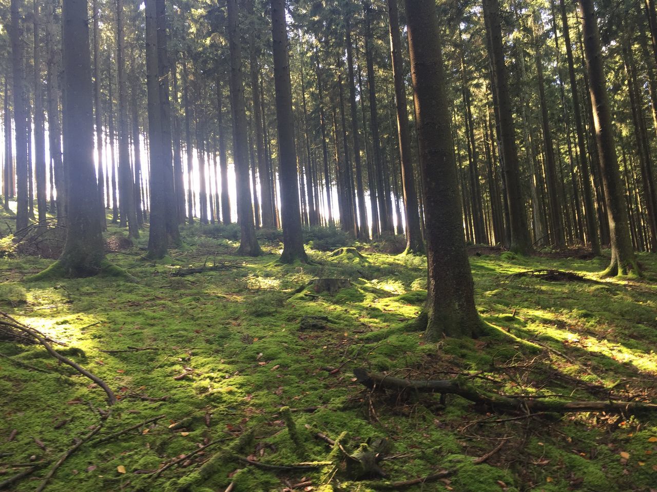 tree, tree trunk, forest, tranquility, woodland, tranquil scene, growth, nature, beauty in nature, scenics, sunlight, landscape, non-urban scene, grass, day, no people, outdoors, idyllic, shadow, field