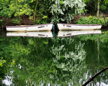 Close-up of plants against trees