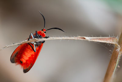 Close-up of insect on twig