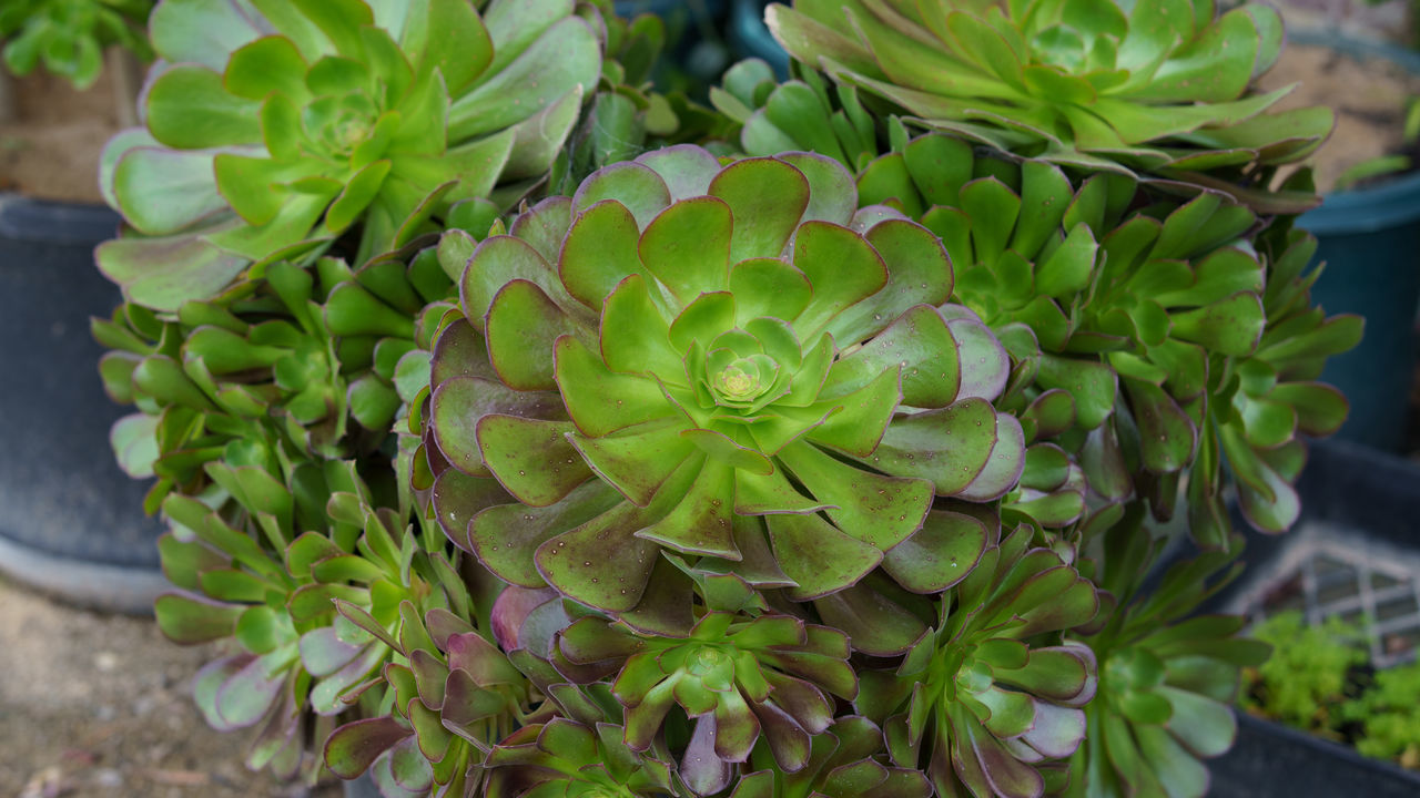 CLOSE-UP OF SUCCULENT PLANT OUTDOORS