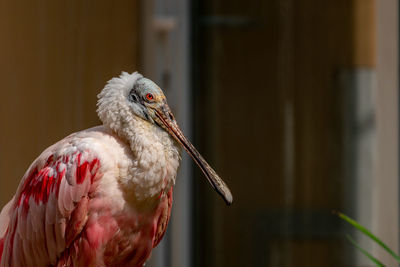 Close-up of bird perching