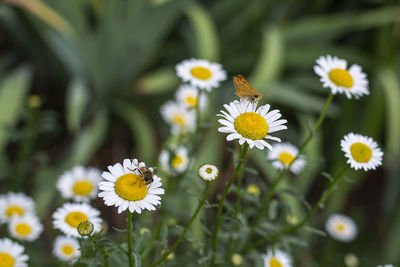 White daisy flowers and bee