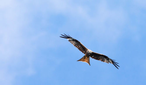 Low angle view of bird, red kite, flying against sky