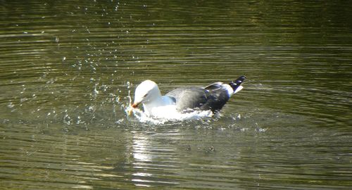 View of birds in water