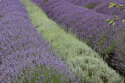 Purple flowering plants on field