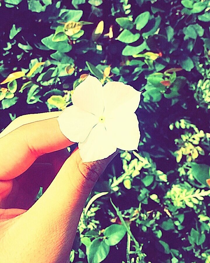 CLOSE-UP OF HAND HOLDING FLOWER PLANT