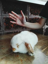 Close-up of hand feeding cat