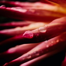 Close-up of red rose flower