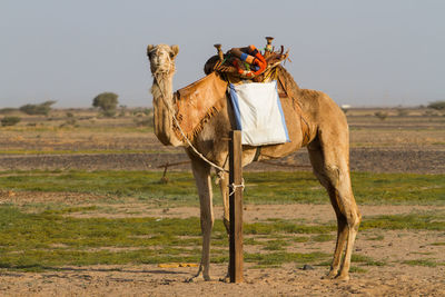 Camel in a field