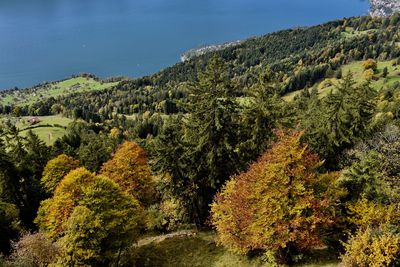 Scenic view of forest against sky