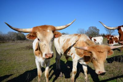 Portrait of cow on field