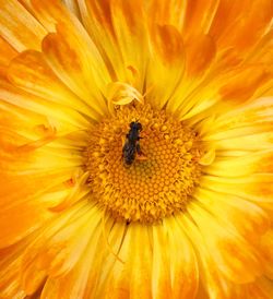 Close-up of bee on yellow flower