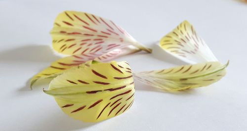 Close-up of yellow flower