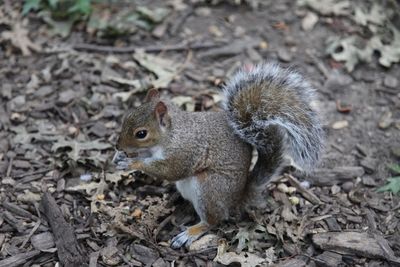 High angle view of squirrel on land