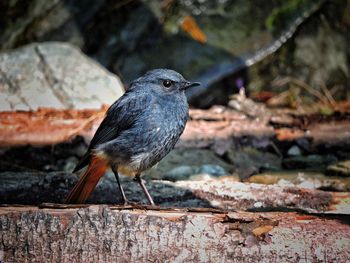 Close-up of bird perching