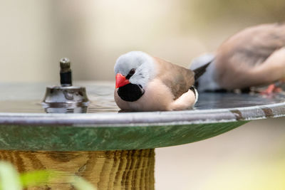 Close-up of birds perching on feeder