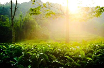 Scenic view of field against bright sun