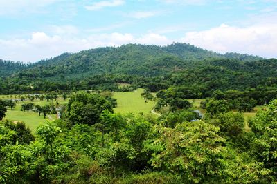 View of trees in forest