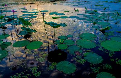 Leaves floating on water