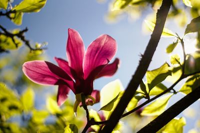 Close-up of fresh flower against sky