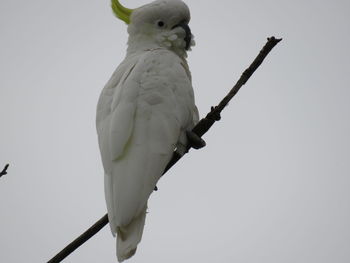 Low angle view of bird perching on branch against sky