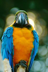 Close-up portrait of macaw perching outdoors