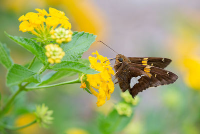 Close-up of butterfly pollinating on yellow flower