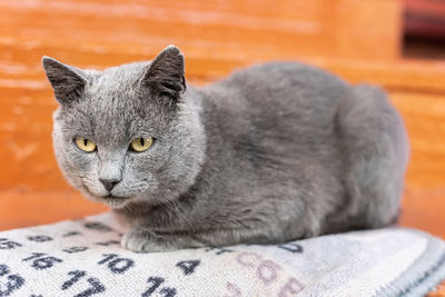 Close-up portrait of a cat
