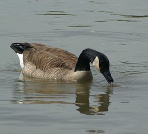 Duck swimming in lake