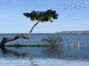 Bird flying over calm sea