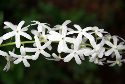 Close-up of white flowering plant