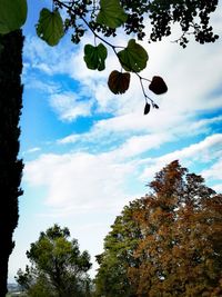 Low angle view of trees against sky