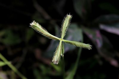 Close-up of plant growing on field