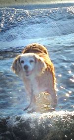 Dog standing on beach