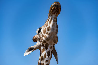 giraffe