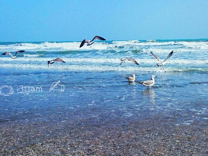 bird, sea, animal themes, animals in the wild, water, clear sky, horizon over water, wildlife, seagull, flying, beach, copy space, nature, shore, tranquility, scenics, blue, flock of birds, beauty in nature