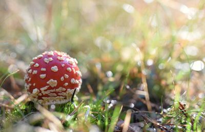 Close-up of mushroom growing on field