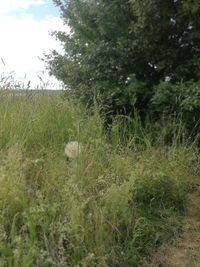 Plants growing on land