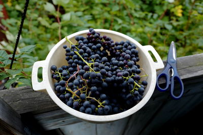 Harvesting grapes grown in siberia. variety for the northern regions in memory of dombkovskaya.