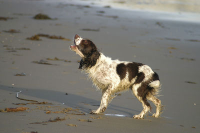 Dog standing on beach