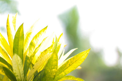 Close-up of yellow leaves