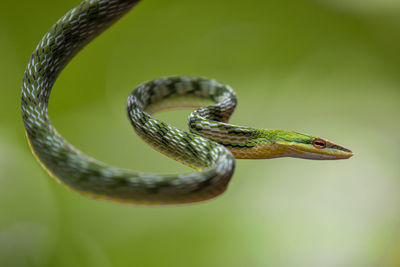 Close-up of snake