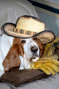 Portrait of dog sitting on couch at home