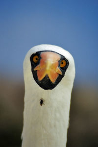 Close-up portrait of owl against clear sky