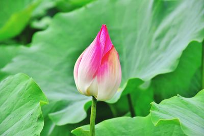 Close-up of pink water lily