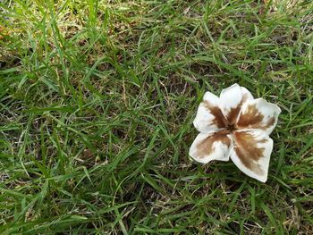 High angle view of flower on field