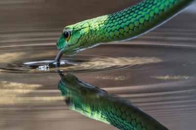 Close-up of snake drinking water in lake