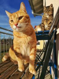 Close-up of cat sitting